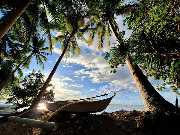 Quels sont les conseils pour camper en sécurité dans les régions de forêts mixtes?